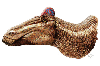 Гребни обогатили социальную жизнь утконосых динозавров