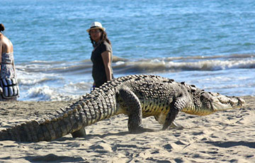 Видеохит: Трехметровый крокодил пришел позагорать на пляж на Карибах