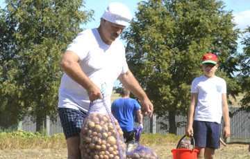 «Чиновников Лукашенко надо перевести на мешок картошки в месяц»
