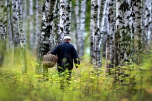 Житель Беларуси пошел в лес за грибами и оказался на территории России