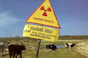 На чернобыльских землях будут пасти коров