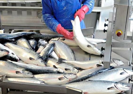 Экспорт рыбы из Беларуси в Россию вырос почти на четверть