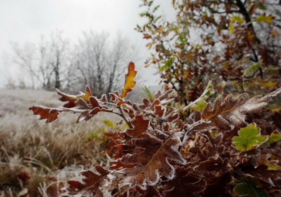 В Беларусь в выходные придут первые заморозки. Ночью ожидается до - 3°С