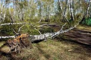 Ураганные ветра повредили часть лесов Беларуси