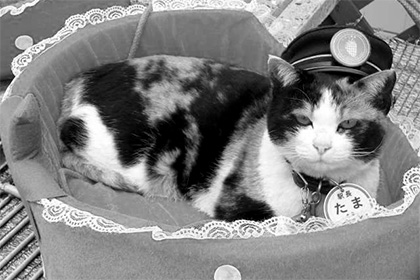 В Японии умерла кошка-начальник вокзала