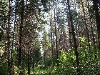 Второй день продолжается поиск потерявшегося в лесах Петриковского района 12-летнего мальчика