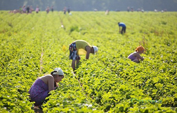 Немецкие фермеры надеются на белорусских рабочих