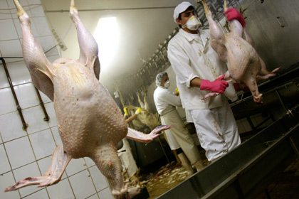 В британских супермаркетах нашли зараженных кур