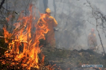 Беларусь предложила России помощь в тушении лесных пожаров