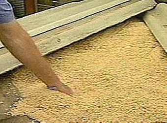 Экспорт российского зерна запрещен также в Беларусь и Казахстан