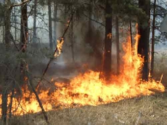 Вертолет МЧС Беларуси приступил к тушению лесных пожаров в Тамбовской области