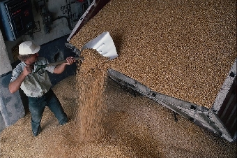 Собранного в Беларуси зерна будет достаточно для внутренних потребностей и экспорта - Сидорский