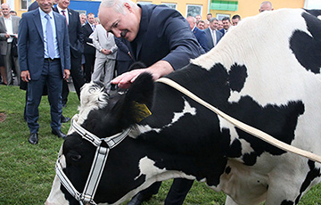 Лукашенко поручил установить памятник корове за $127 тысяч