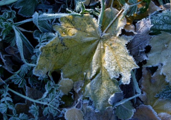 Белгидромет пообещал холодные выходные и ночные заморозки в начале недели
