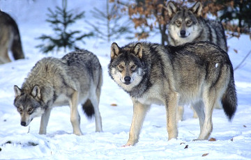 В Малоритском районе волки подбираются к домам сельчан