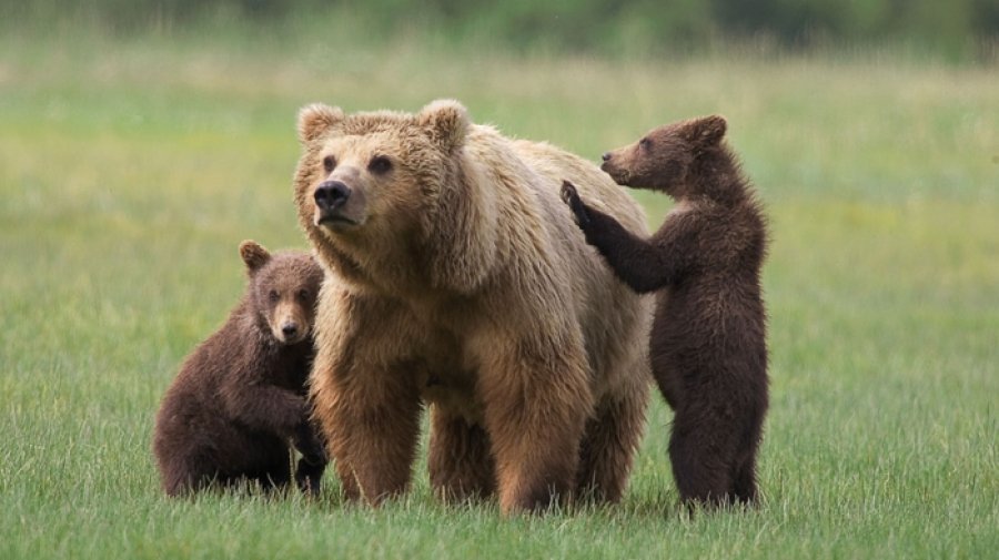 В Беларуси в два раза увеличилась популяция медведей
