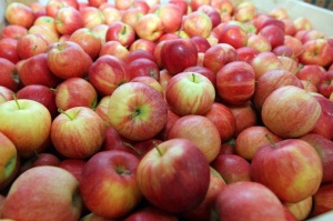 Россия запретила яблоки из Брестской области