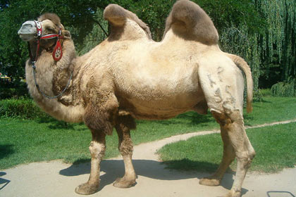Морозоустойчивую породу верблюдов вывели на юге России