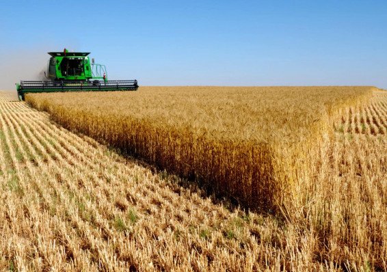 Урожай в Беларуси не дотянул до плана