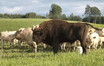 Видеофакт: Белорусский зубр познакомился с латвийскими коровами