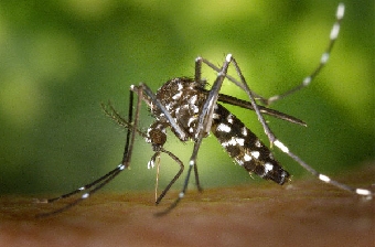 Житель Могилева привез из Таиланда лихорадку денге