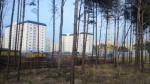 Солигорск уплотнят за счет вырубки лесопарка