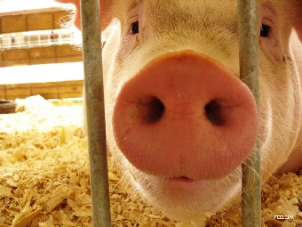 Пятьдесят свиней погибли при пожаре на частной ферме в Полоцком районе