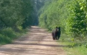 В Витебском районе на дороге заметили медведя