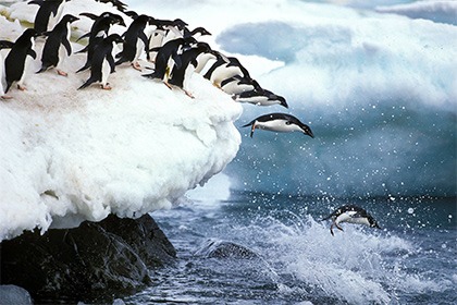 Гигантский айсберг погубил 150 тысяч пингвинов