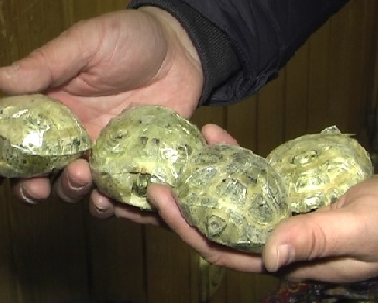 Контрабандные коконы бабочек были обнаружены белорусскими пограничниками в поезде Киев-С.Петербург