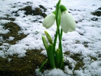 Первая неделя весны в Беларуси ожидается холодной