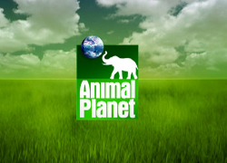 На «Космос ТВ» вернули Discovery и Animal Planet