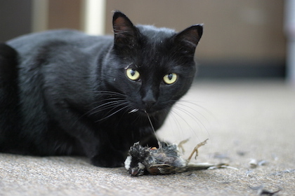 Ученые выяснили причину привередливости кошек в еде