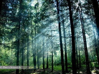 В Беларуси в 2011 году будут созданы новые леса на 24 тыс. га