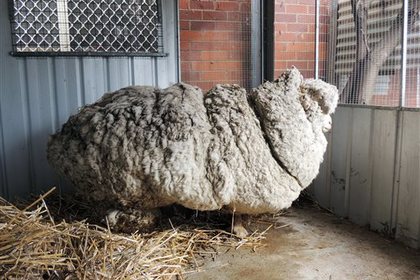 В Австралии с барана-рекордсмена настригли 40 килограммов шерсти