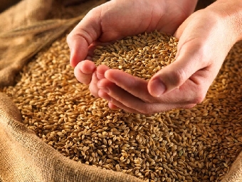 Беларусь может зарабатывать на экспорте продукции семеноводства