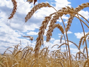 Несколько хозяйств Минской области начали сев зерновых