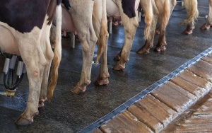 В шкловском «Освенциме» реанимируют коров
