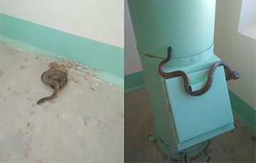 Чтобы добиться чистоты, жительница Витебска вынесла в подъезд змею