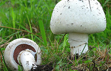 Ученые заставили грибы вырабатывать электричество