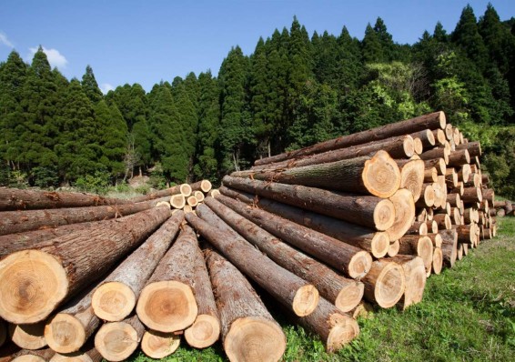 В Беларуси планируется изменить порядок реализации древесины