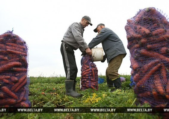 Белорусских фермеров будут активнее привлекать к реализации госпрограммы развития АПК