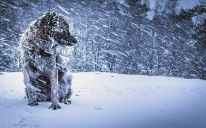 Сильный снег и ветер прогнозируют 30 января в Беларуси