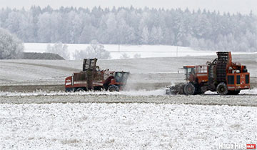 Фотофакт: под Новогрудком собирают урожай под снегом