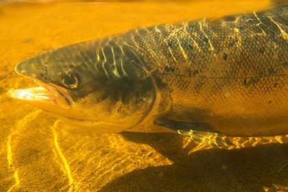 Ученые узнали о древнейших рыболовах Америки