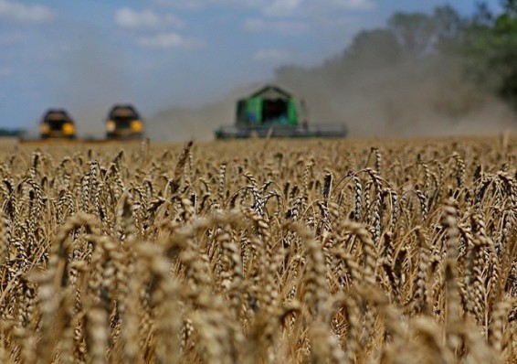 Аграрии собрали зерна в текущем году на 1,9 миллионов тонн меньше, чем в прошлом