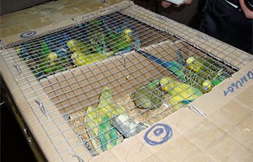 Детектив с попугаями: куда пропали 440 задержанных на границе птиц?
