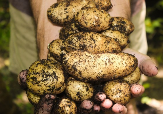 Беларусь была основным покупателем украинского картофеля в 2016 году