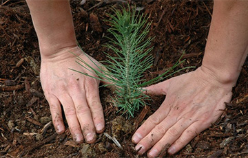Деревья можно будет брать в лесу бесплатно в Беларуси