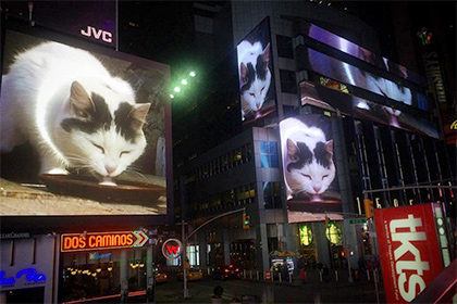 Лакающий молоко кот оккупировал экраны Таймс-сквер